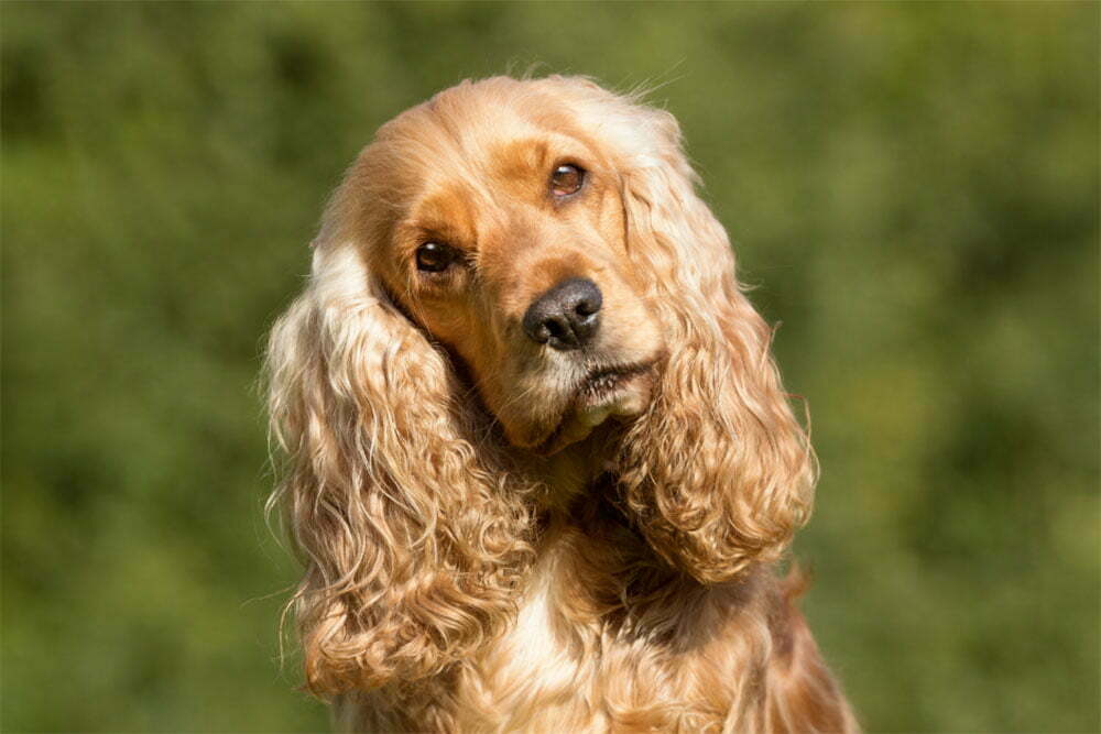 Cocker Spaniel Ultimate