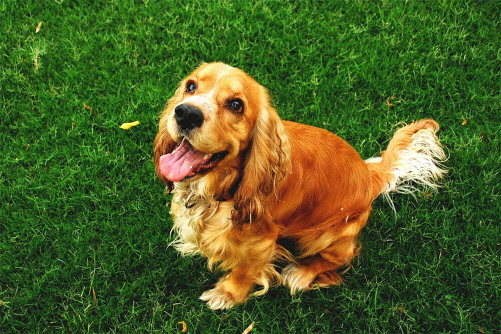 Cocker Spaniel
