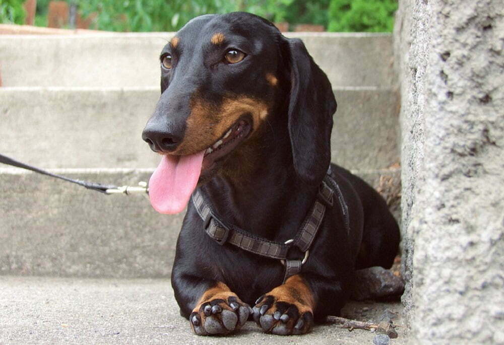 Dachshund: The Clever Family Dog that Will Lighten Your Day