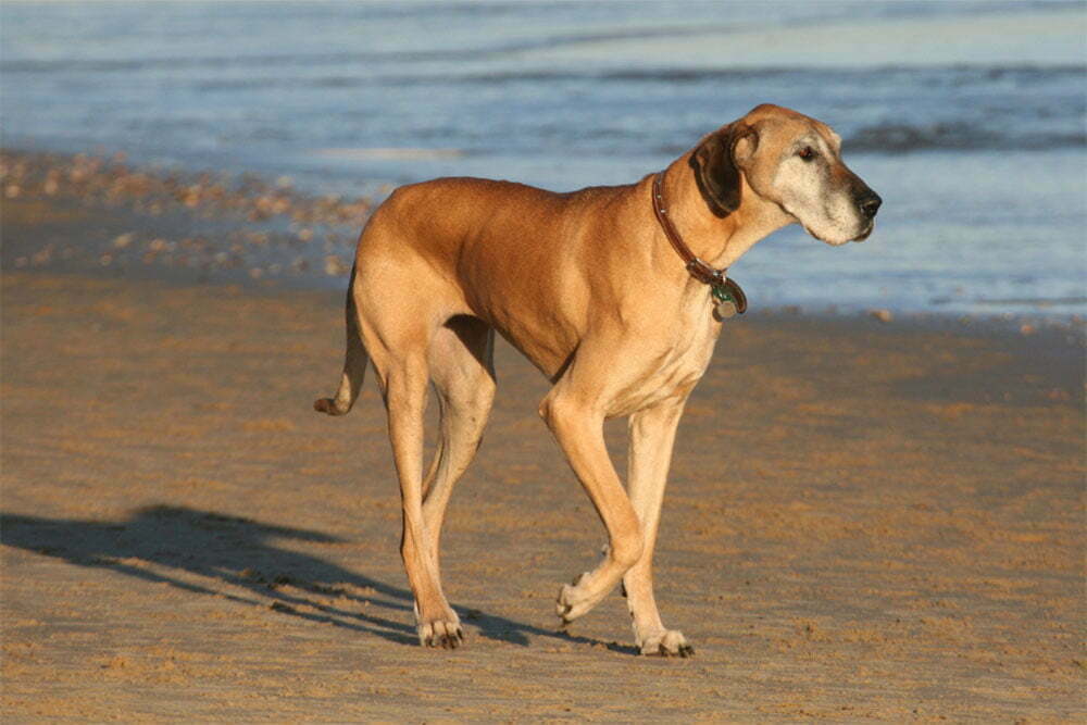 Great Dane