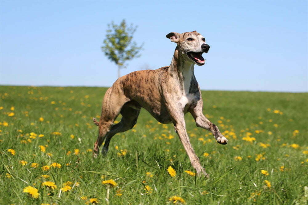 Greyhound The Guide
