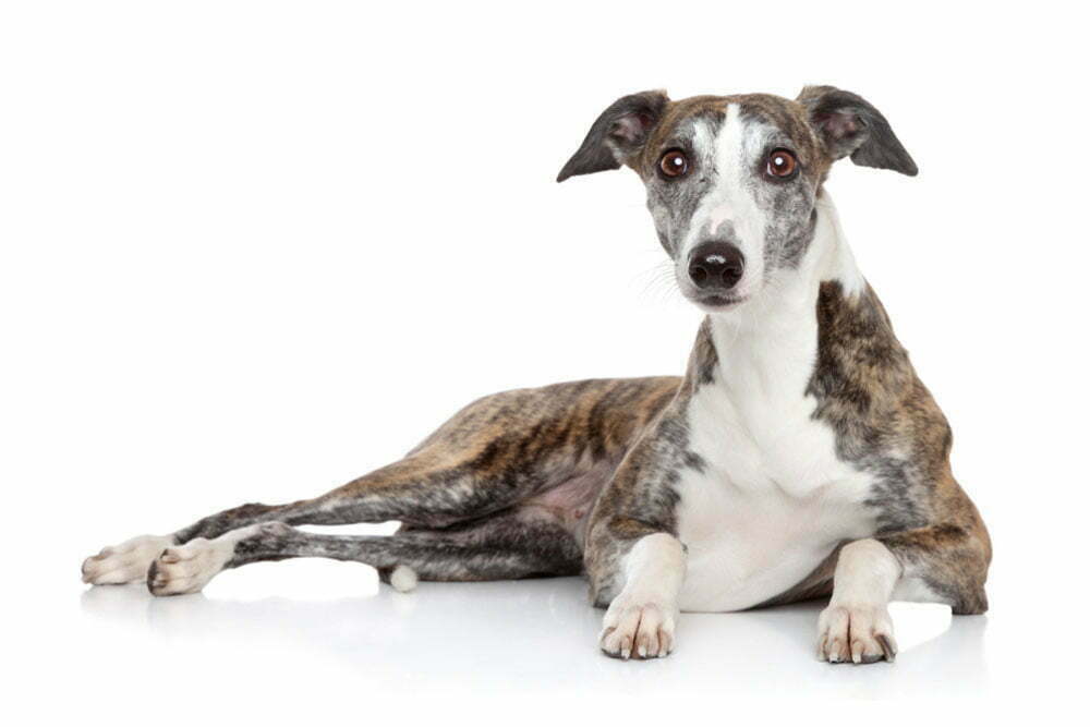 Greyhound The Ultimate Guide