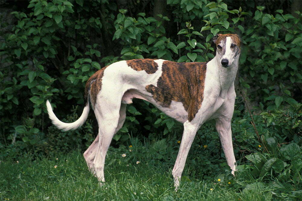 Greyhound