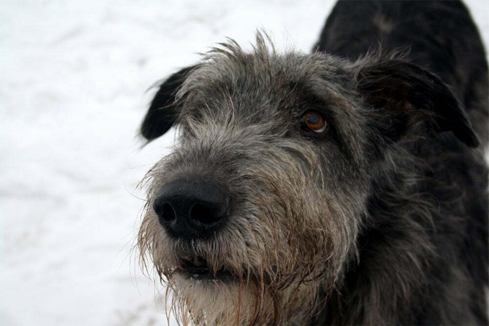 Irish Wolfhound