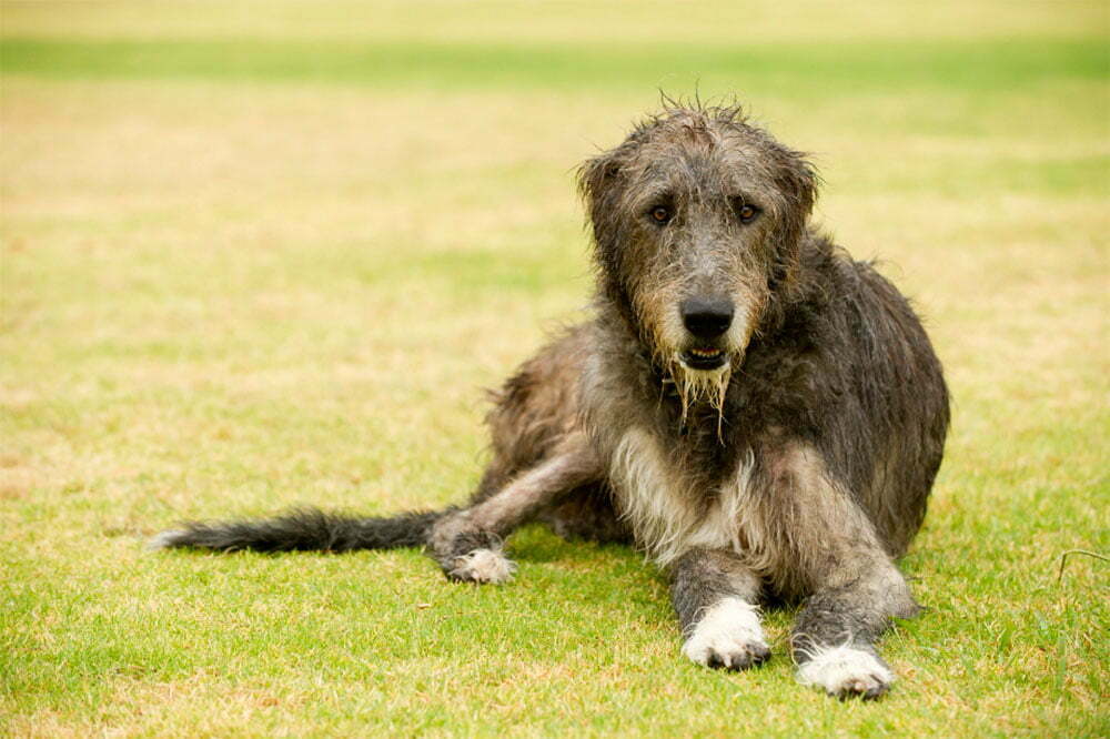 Irish Wolfhound Ultimate Guide