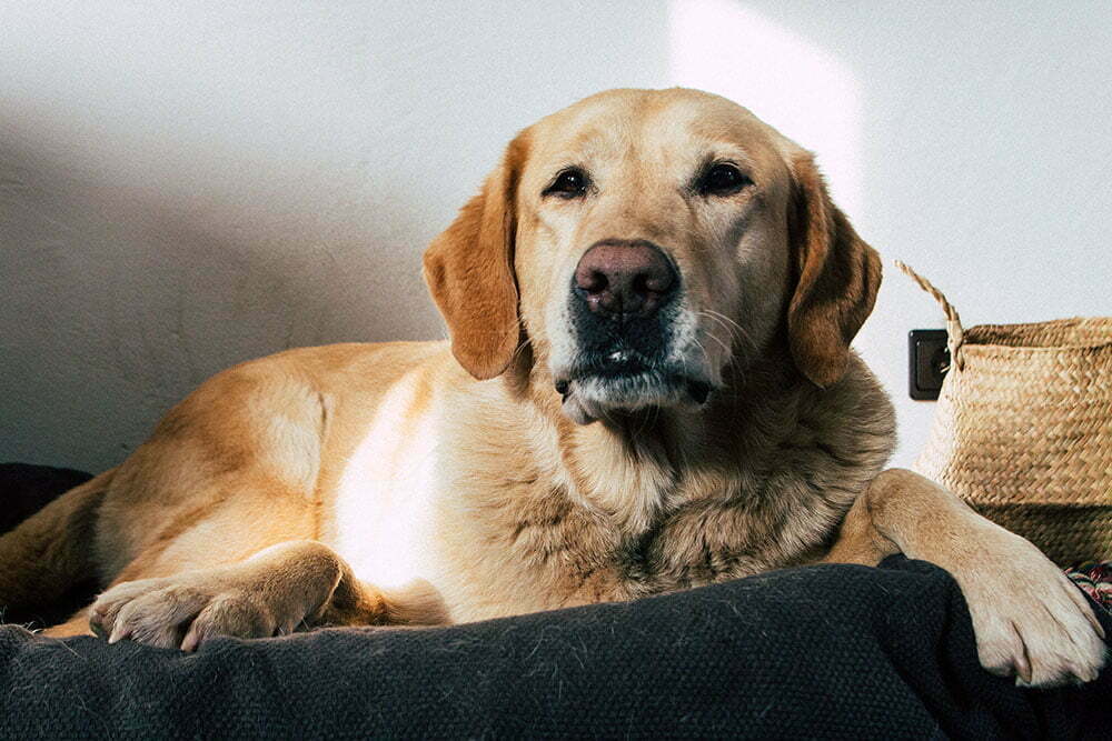 Labrador Retriever