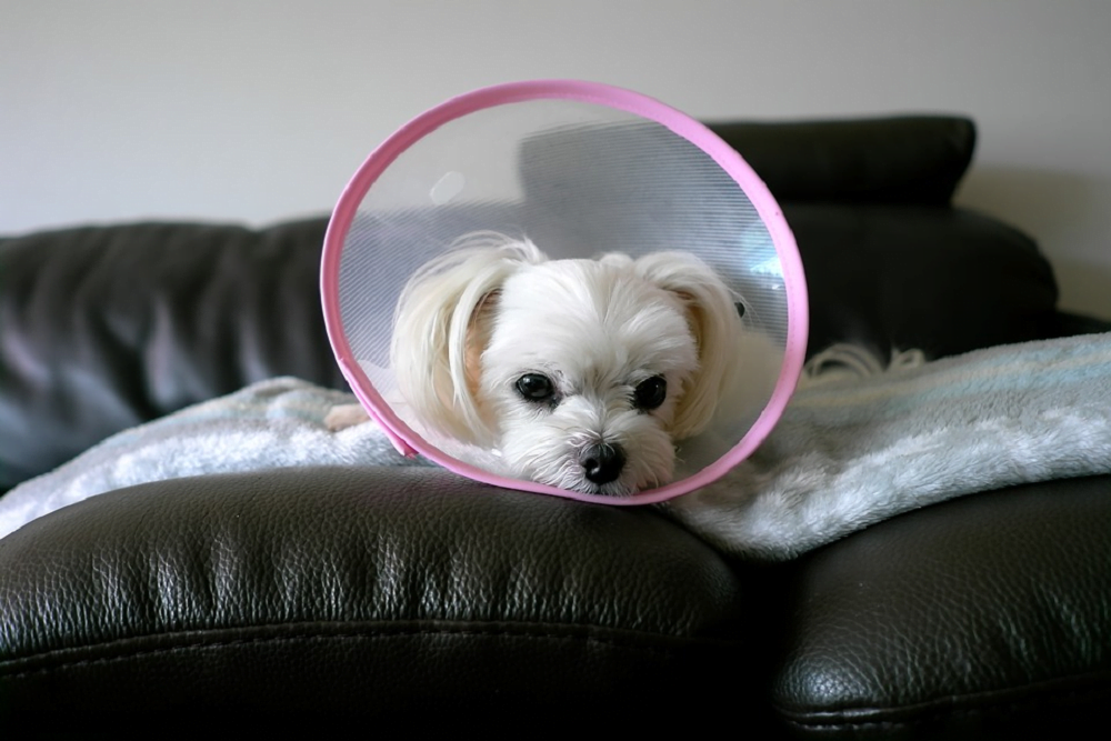 Maltese