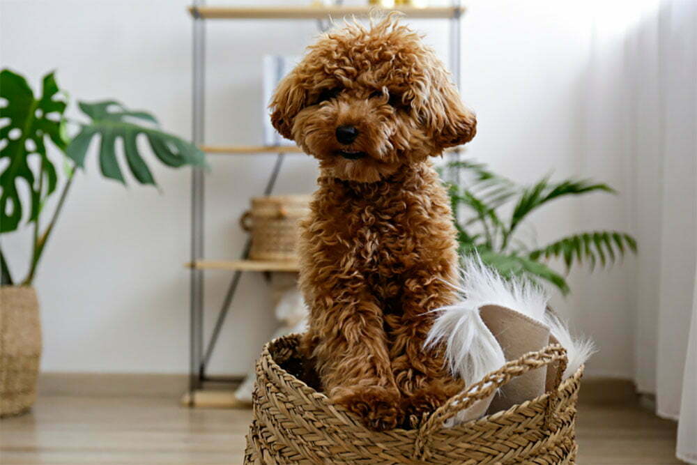 Maltipoo Dog