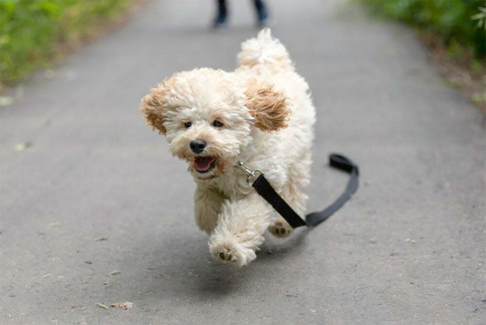 Maltipoo Guide