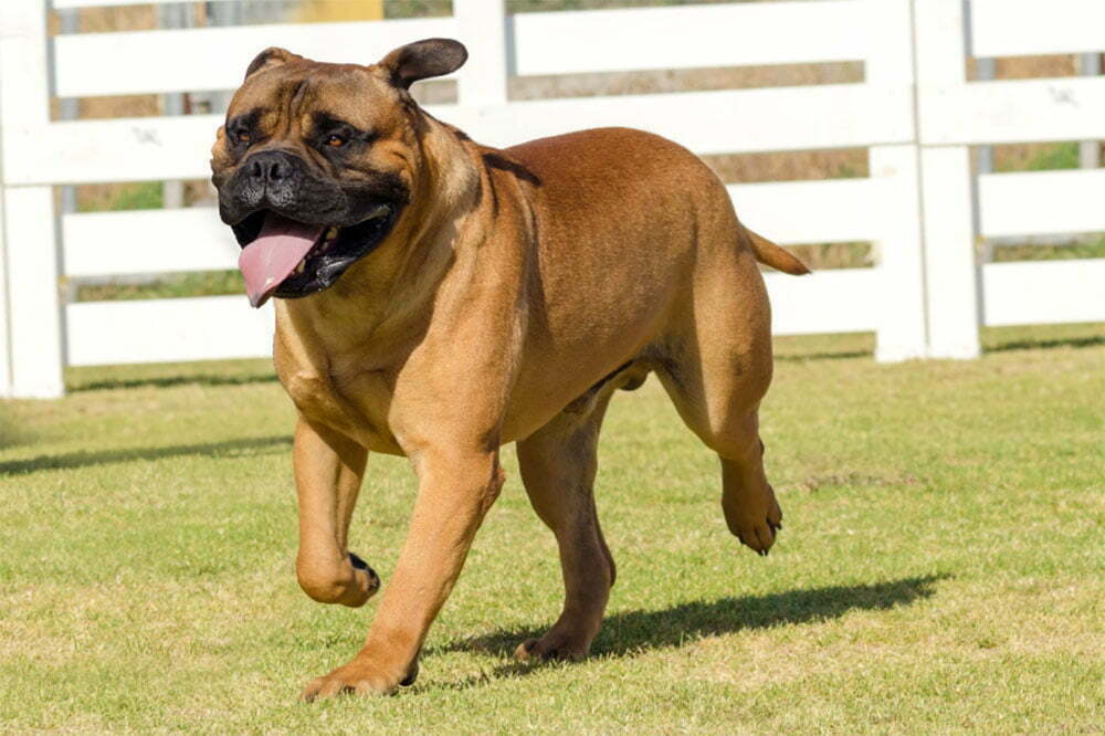 Mastiff Guide