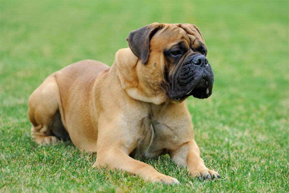 Mastiff The Ultimate Guide