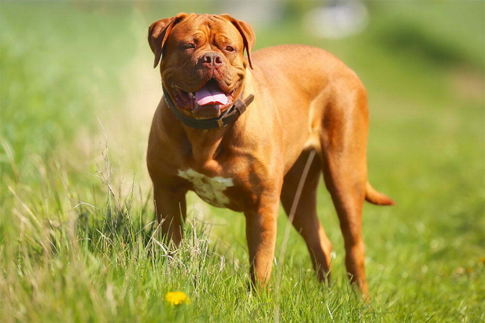 Mastiff Ultimate Guide