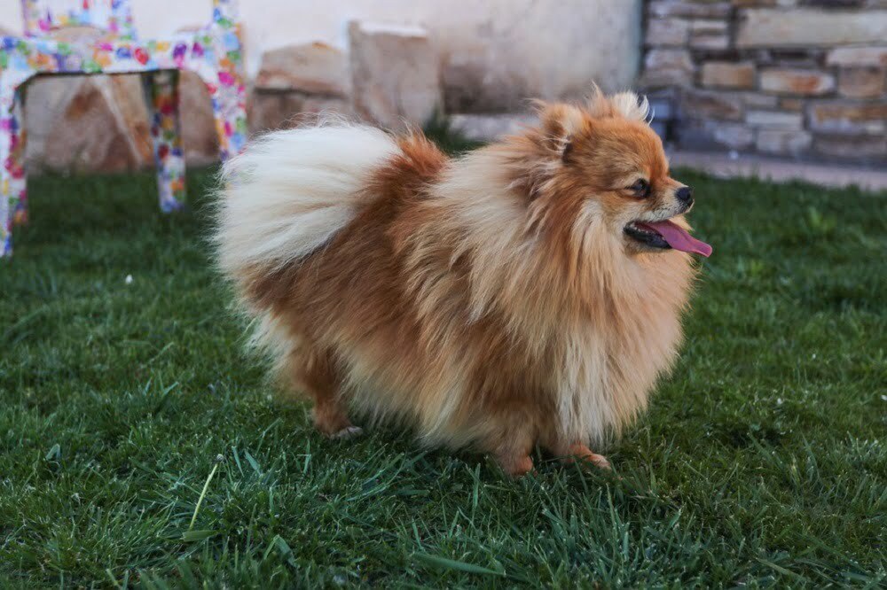 Pomeranians
