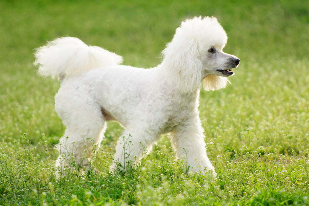 Poodle