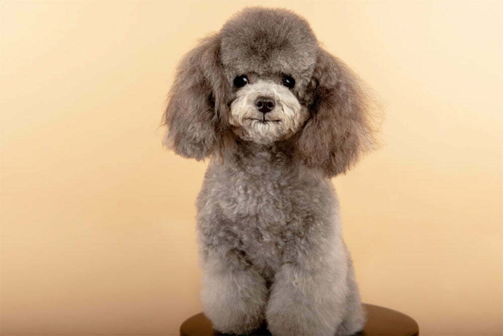 Poodle The Ultimate Guide