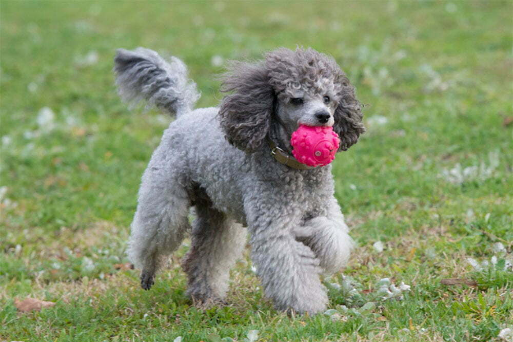Poodle Ultimate Guide