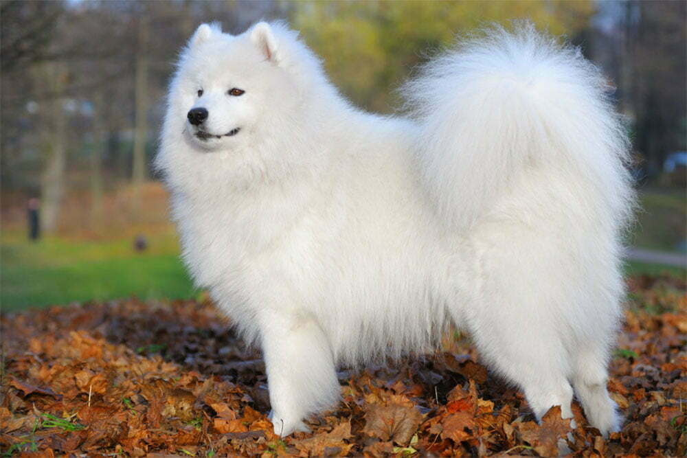 Samoyed