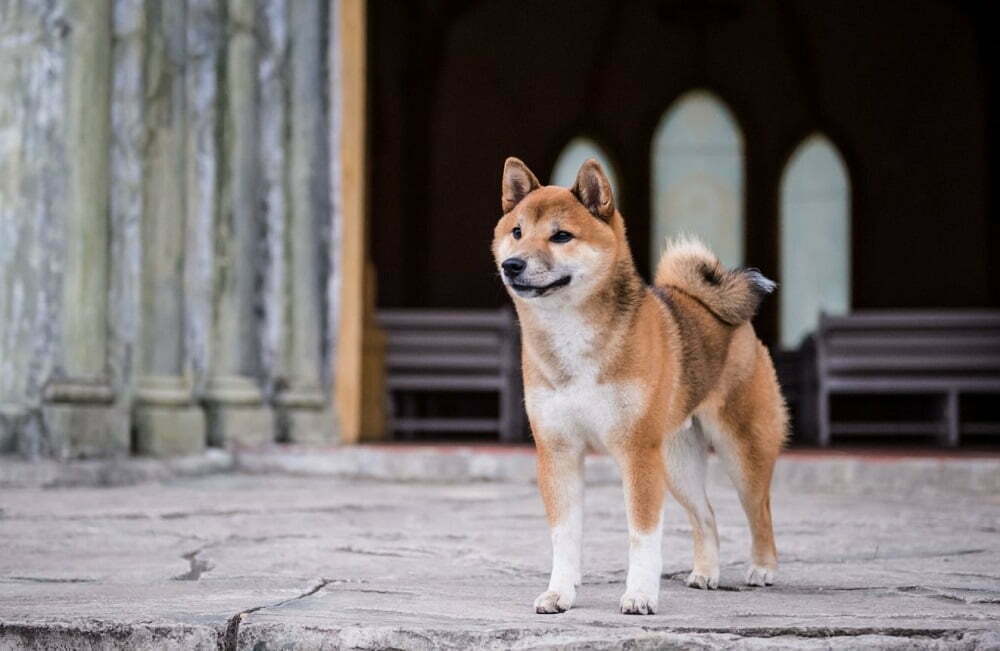 Shiba Inu