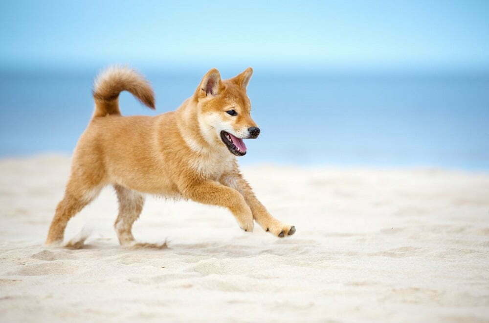 Shiba Inu