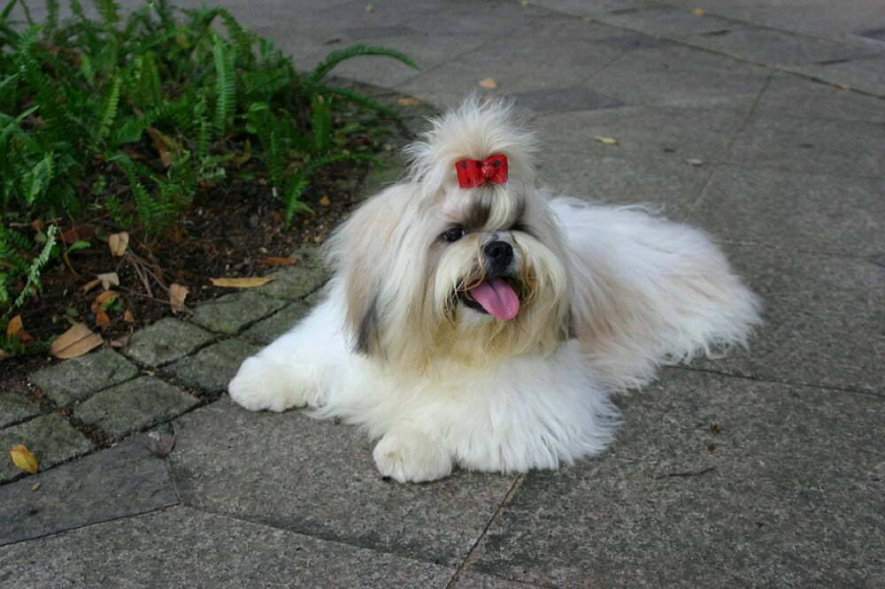 Shih Tzu