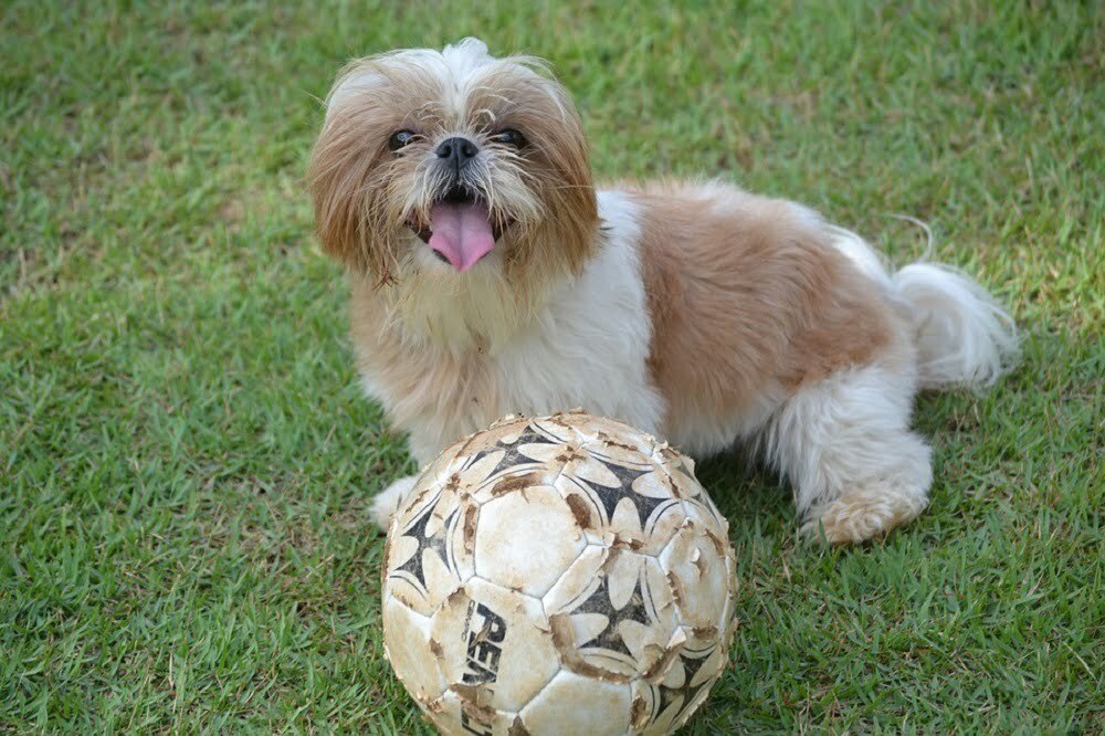 Shih Tzu