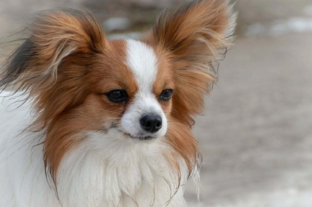 Papillon Dog