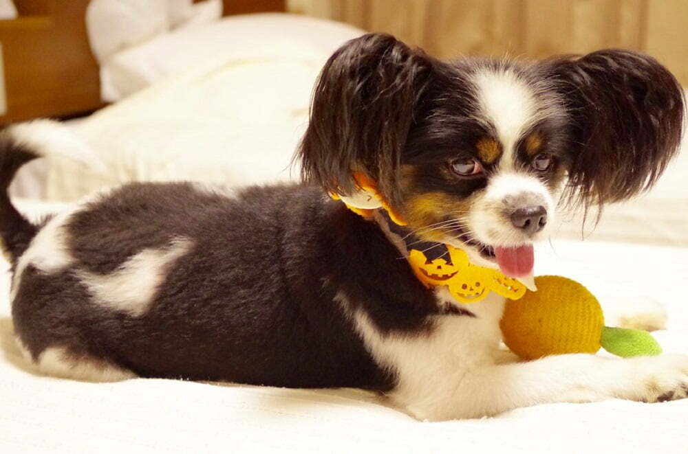 Papillon Dog