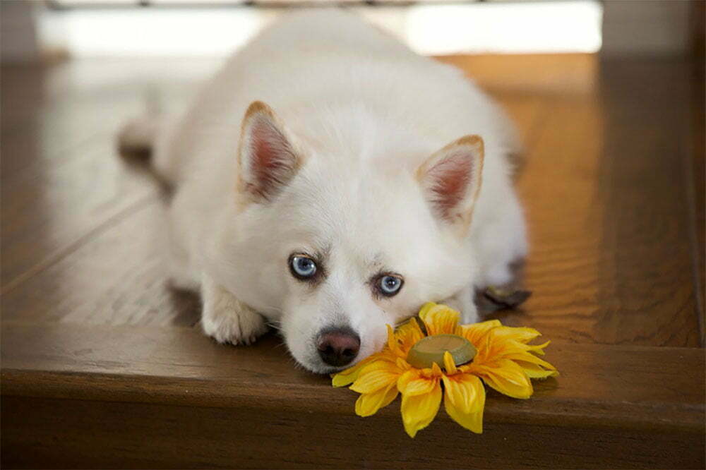 The Pomsky Dog