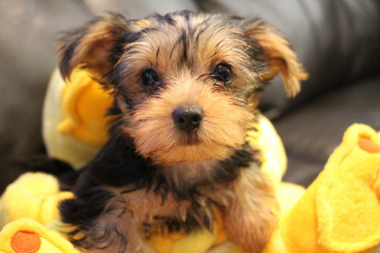 Yorkshire Terrier