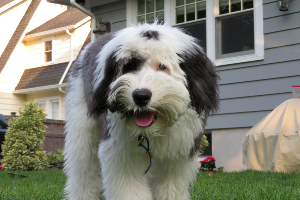 Sheepadoodle The Ultimate Guide