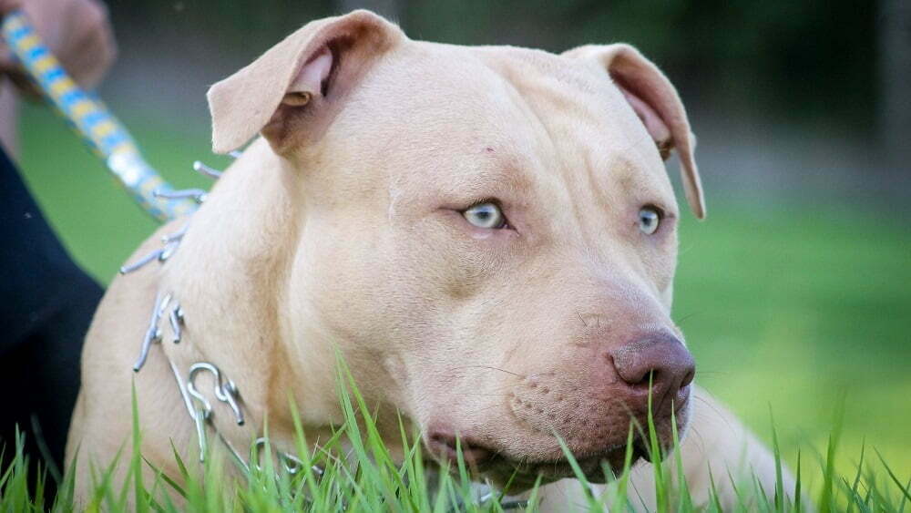 American Pitbull Terrier