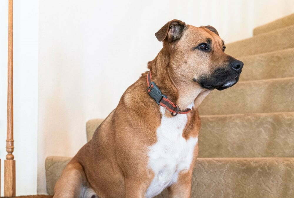 Black Mouth Cur