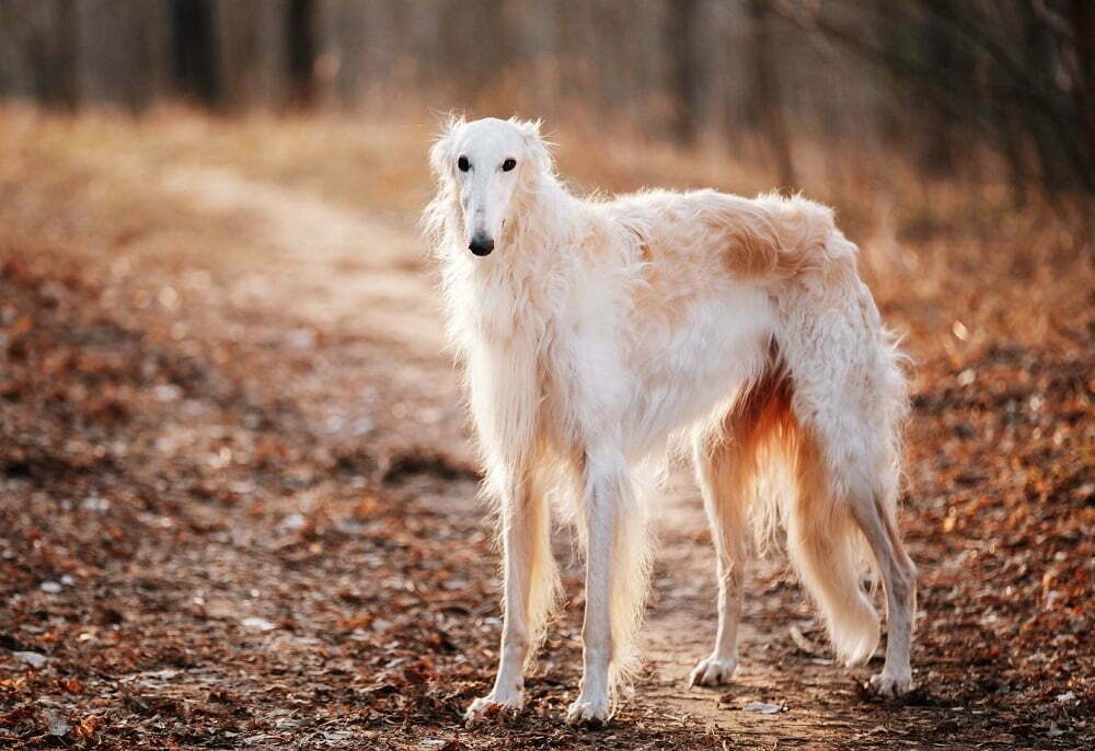 Borzoi
