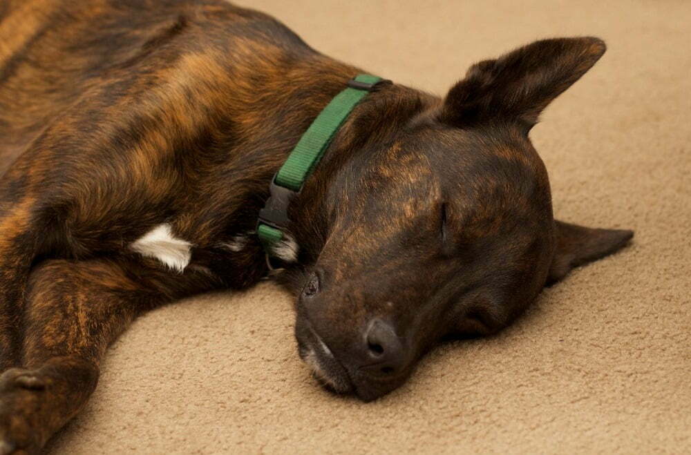 Dutch Shepherd