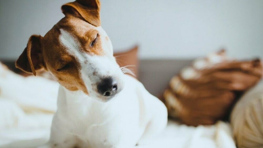 Jack Russel Terrier