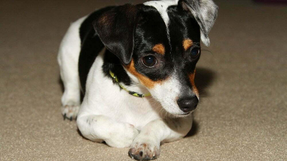 Rat Terrier