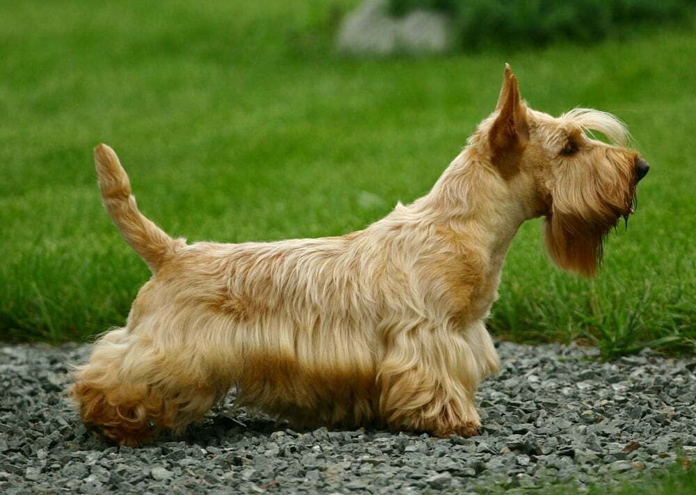 Scottish Terrier