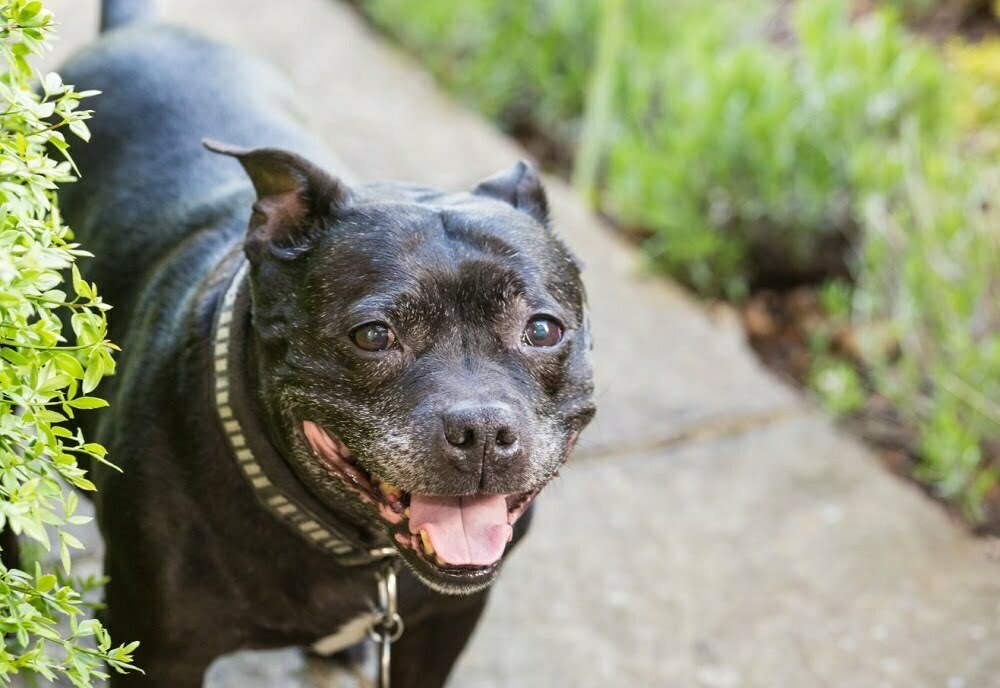 Staffordshire Bull Terrier