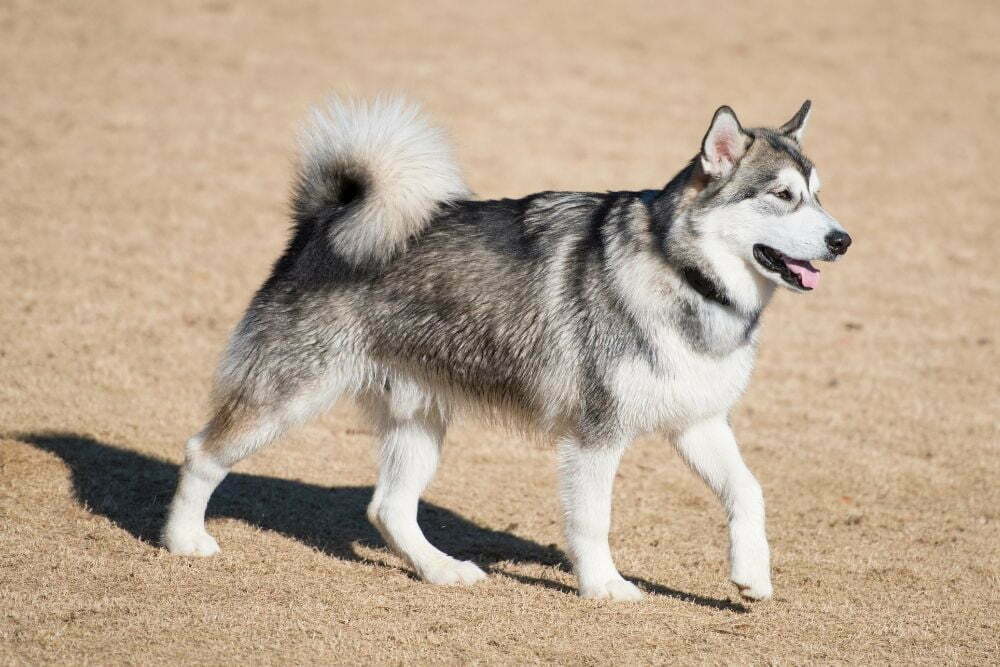 Alaskan Malamute