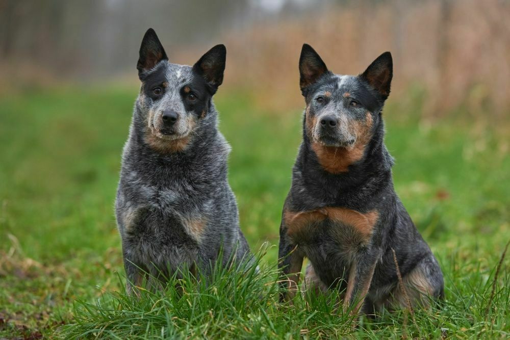 Australian Cattle Dog