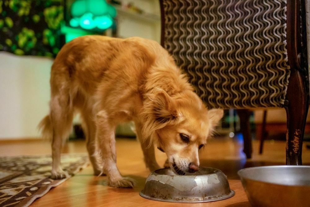 Dog Eating