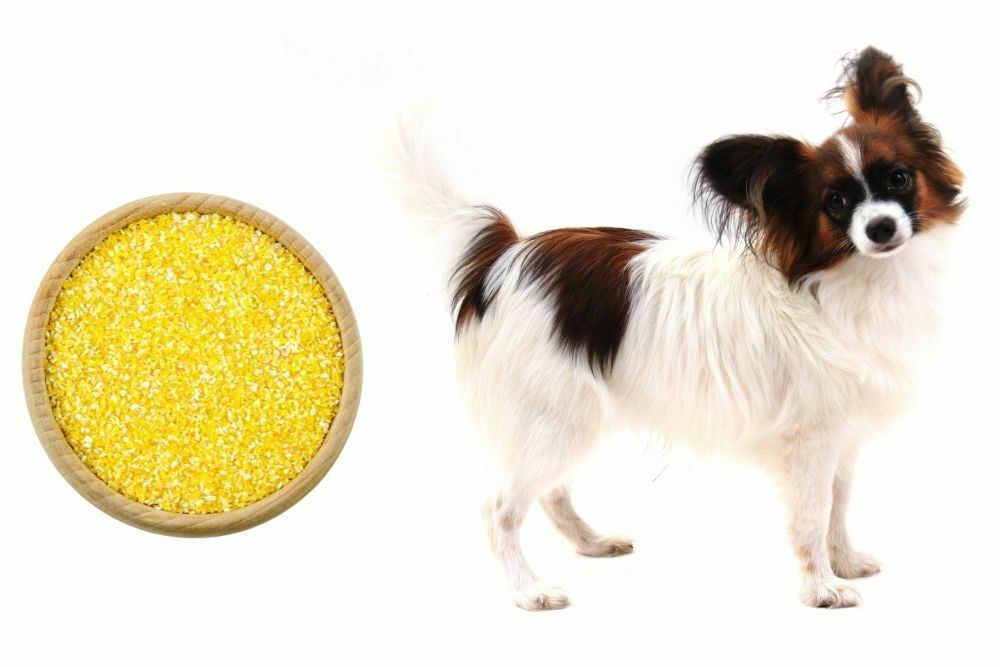 Dog And Grits
