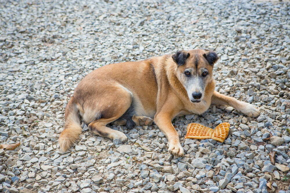 dog lying on the road with waffle