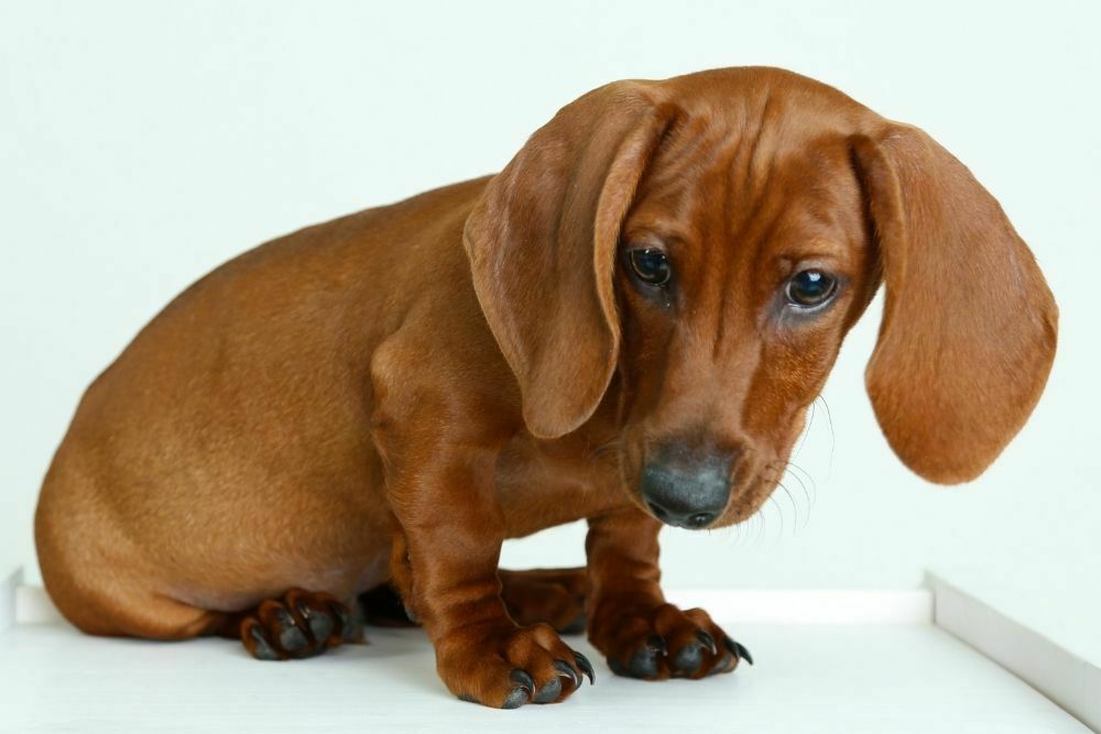 Dachshund