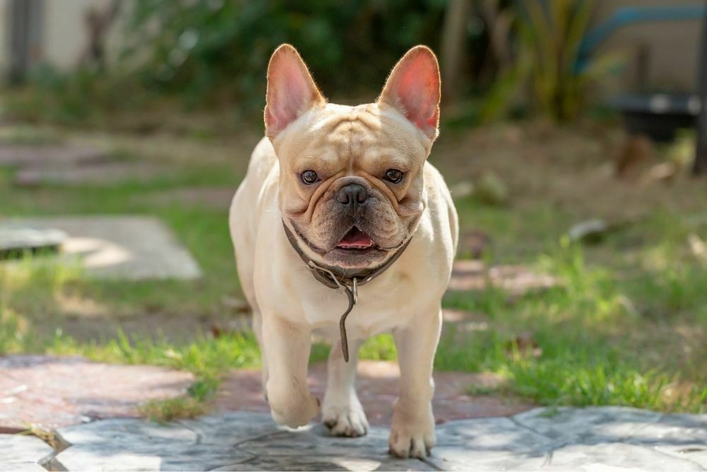 French Bulldogs