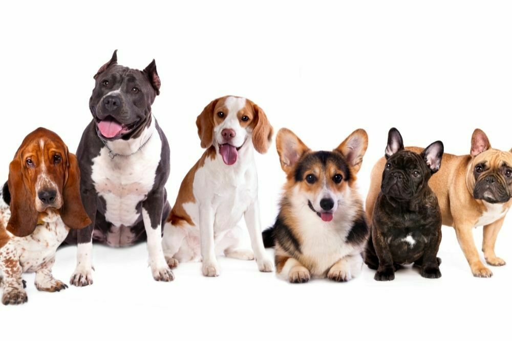 Group of Dogs