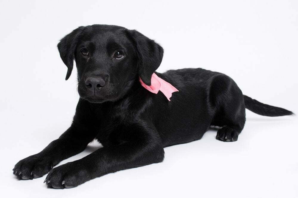 Labrador Retriever
