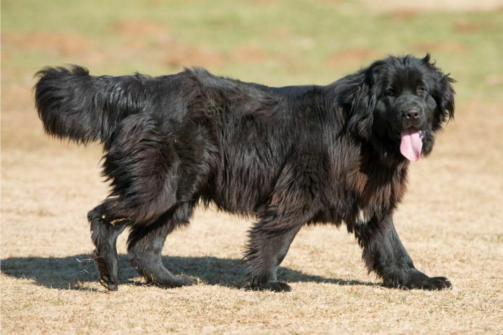 Newfoundland