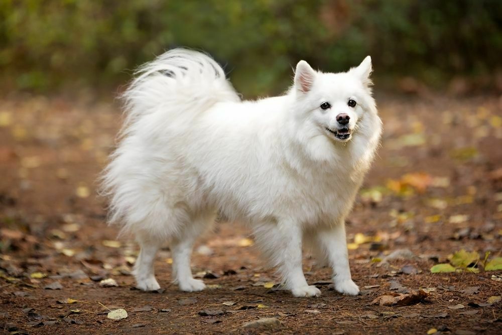 Non-Sporting Dogs