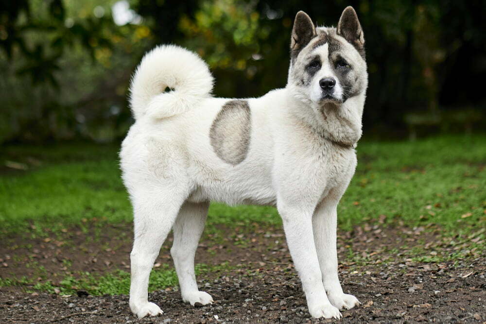 Norwegian Buhund